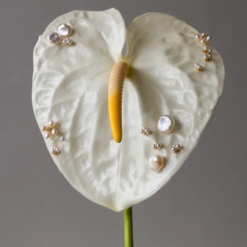 A white anthurium flower dotted with small stud earrings